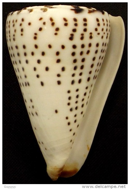 Taille 8 à 10 cm Coquillage conus suratensis